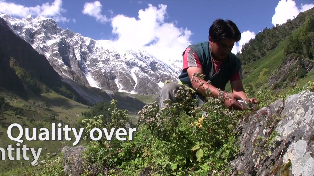 The Life of Wild Oregano - Sustainable Collection