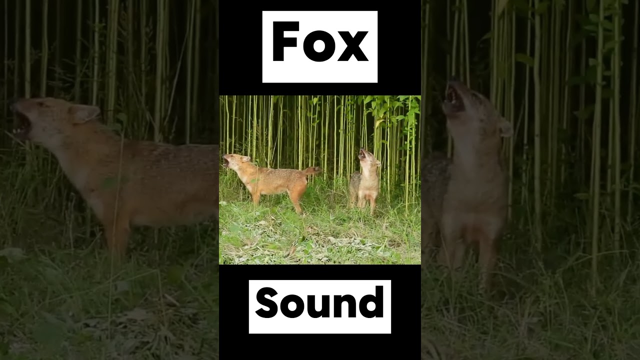 Mystery of Fox Sounds #shortsfeed #top10 #lion #shorts  #fox