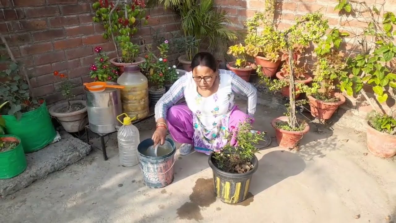 मुसममी से बॉयोइजांम/फर्टिलाइजर बनाए और डालें अपने पौधों में देखे फिर ग्रोथ#maacreativekitchengarden