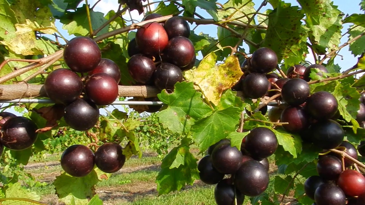 Supreme on vine at Isons