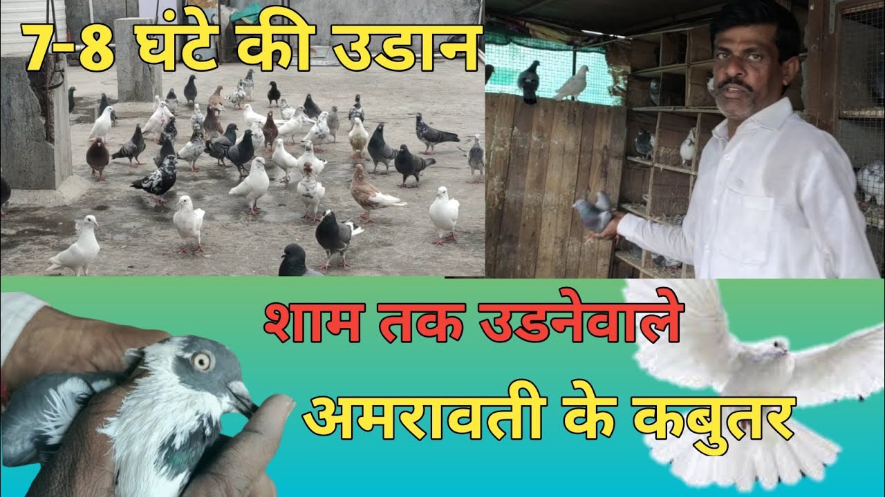 kammu bhai k kabutar ka shok amravati kabutar | high flyer pigeon loft @petslover1338
