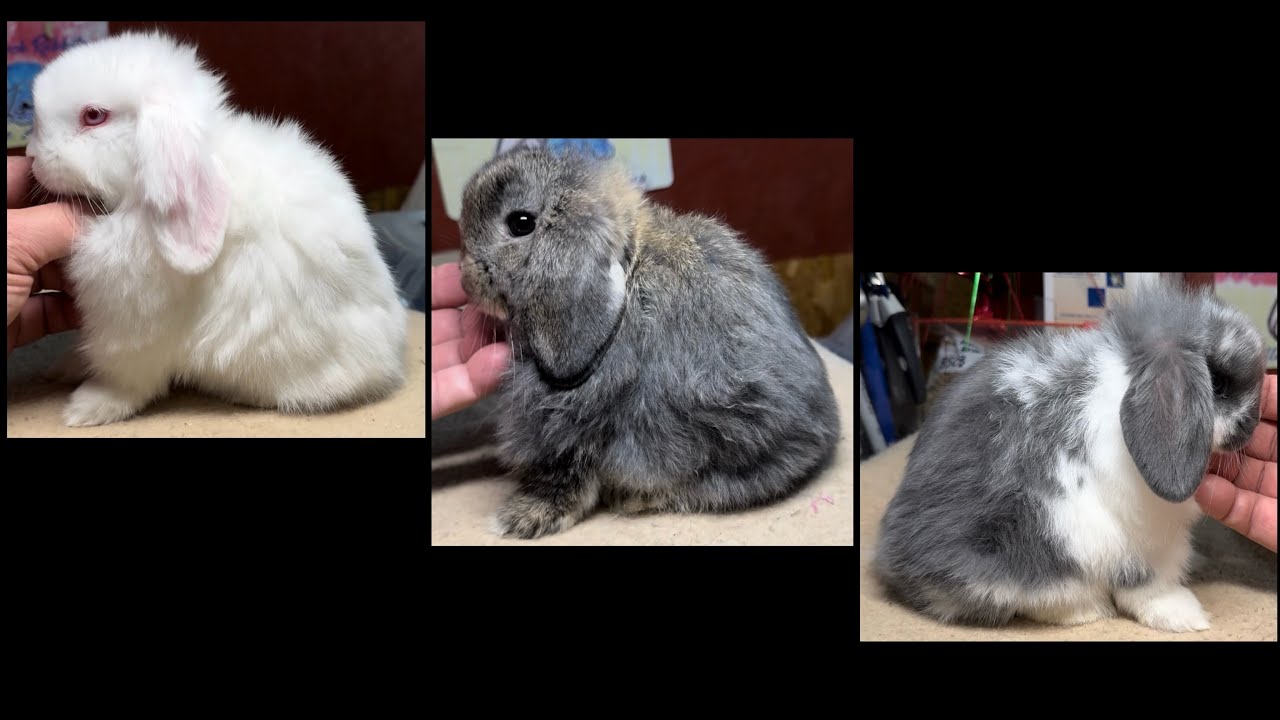 Gingerbread & Boudin Ball Holland Lop Litter 51 Days Old