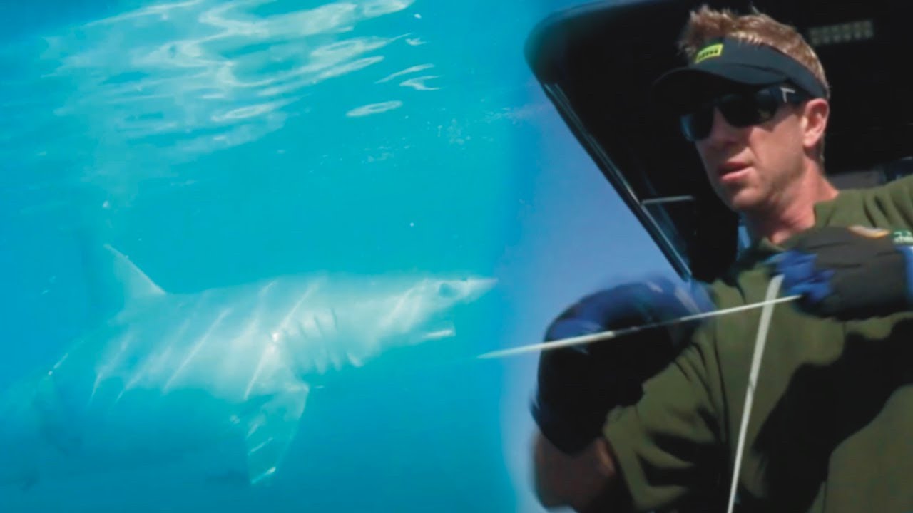 GIANT SHARK ATTACKS SWORDFISH