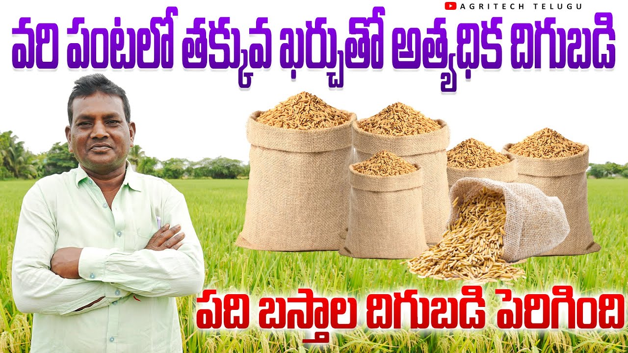 ఎరువులు పురుగుమందులు సమస్య తగ్గి వరి పంట దిగుబడి పెరిగింది | Paddy (Rice) Farming | AgriTech Telugu