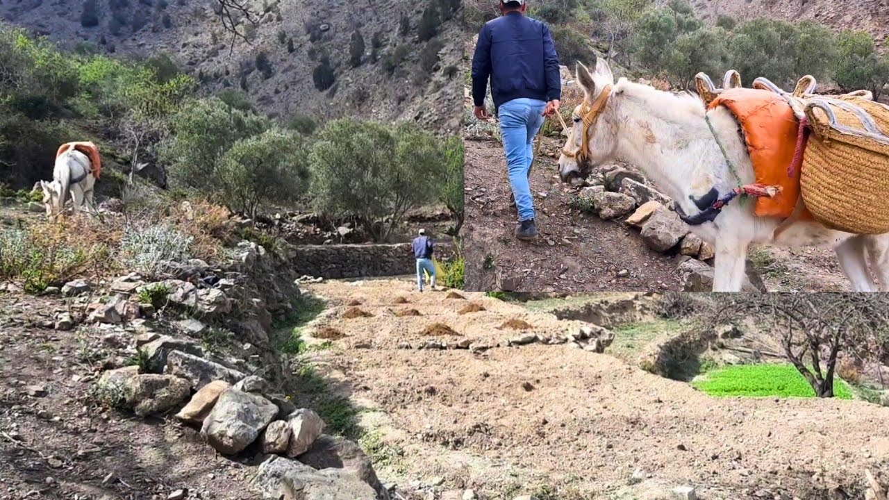شاهد الفلاح في جبال الريف او جبال حمام نواحي الحسيمة