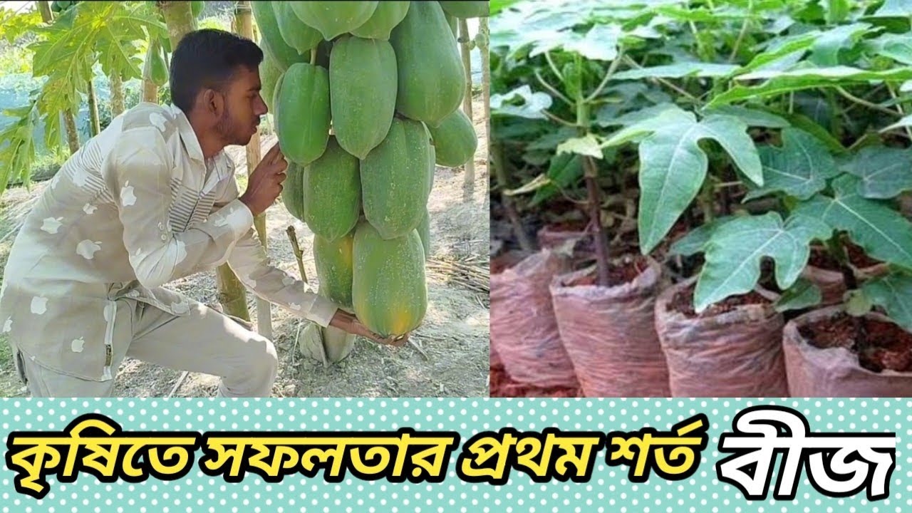 উন্নত চারা উৎপাদনের জন্য উন্নত বীজ সংগ্রহ।  Agro Krishi BD. 
