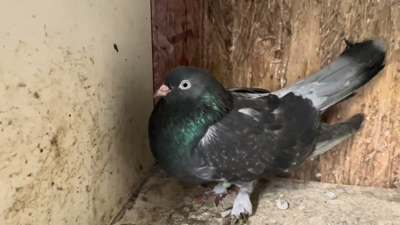 طيور عراقية في المانيا🕊️ 