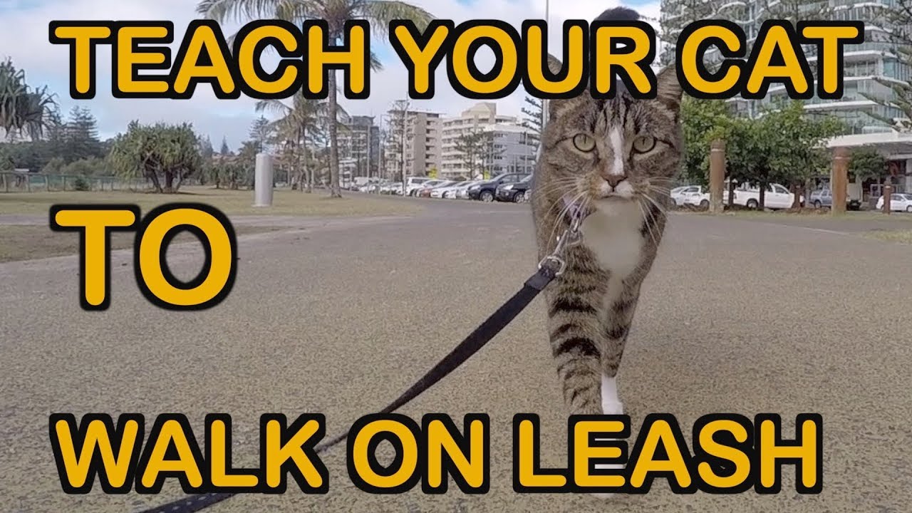 HOW TO TEACH A CAT TO WALK ON LEASH - TUTORIAL
