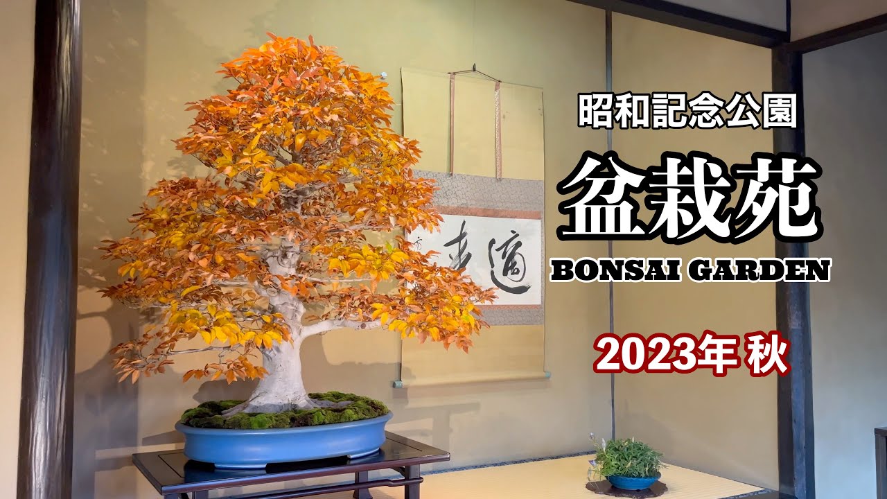 盆栽苑 2023年秋／Bonsai Garden Autumn 2023