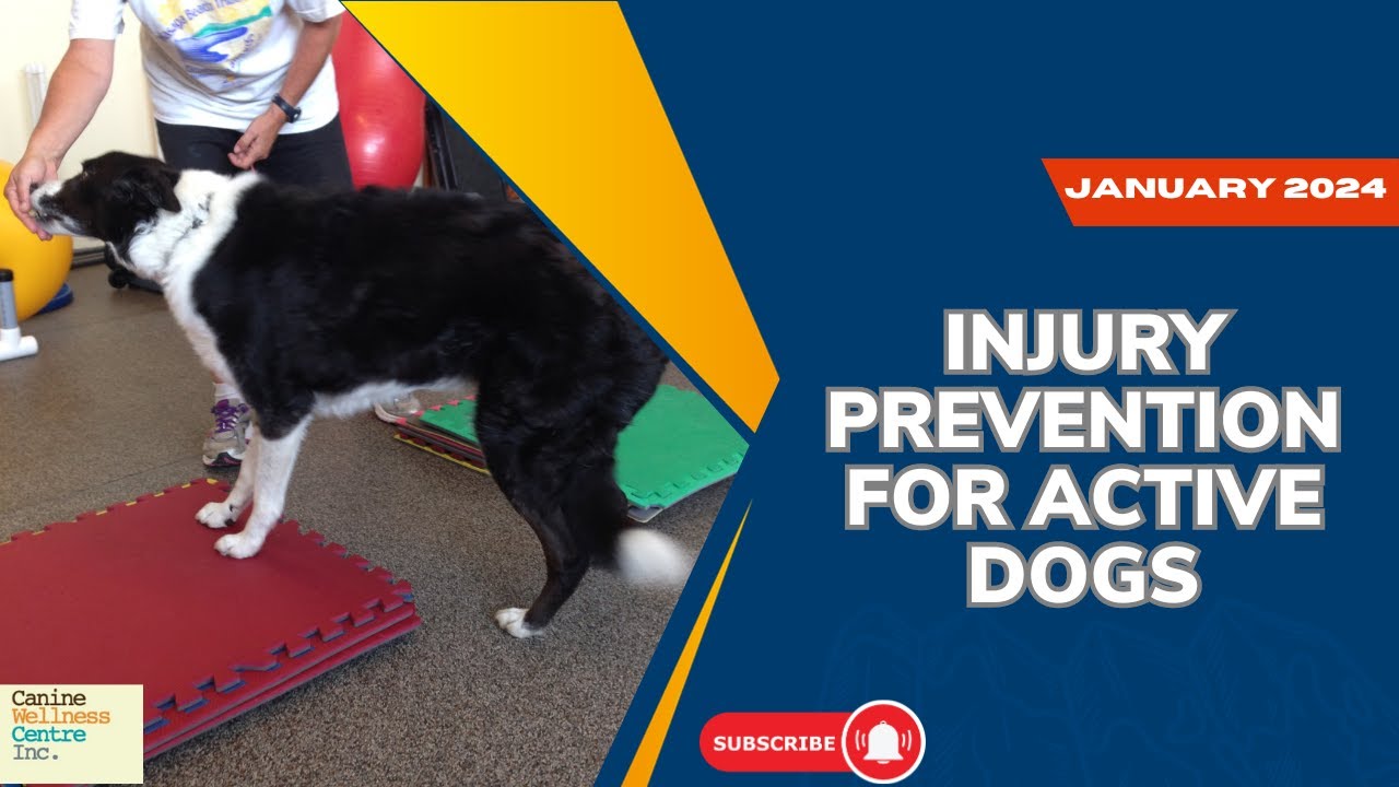 Preventing common orthopedic injuries in your dog- Online course coming jan 2024