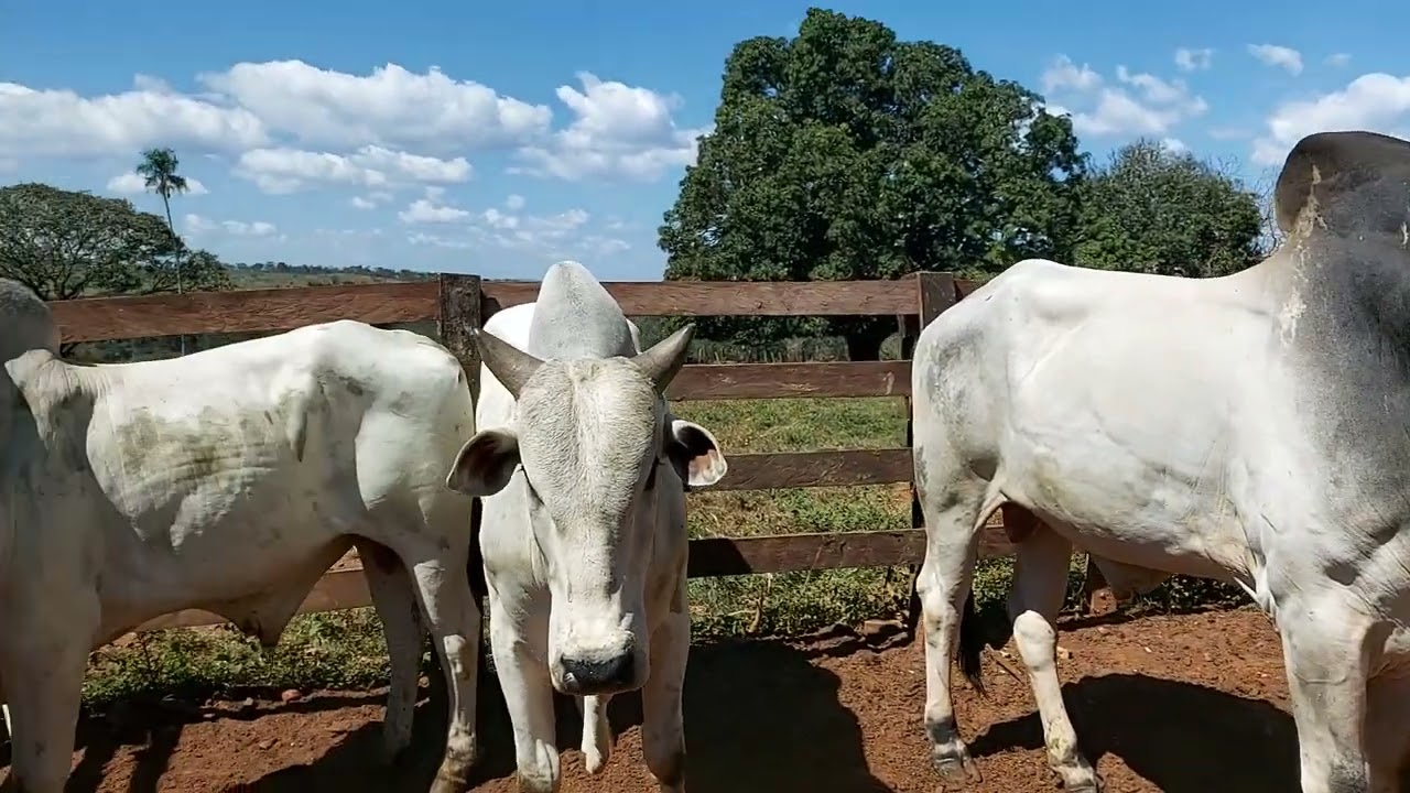 BOI NELORE PRONTO PARA COLOCAR NA VACADA PREÇO ATUALIZADO.