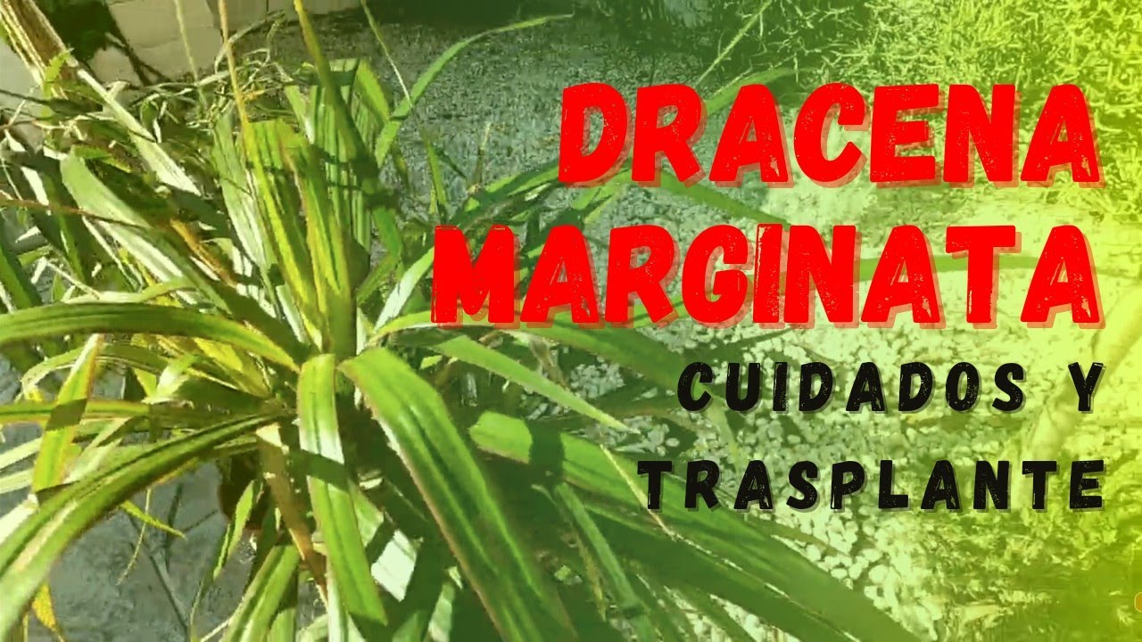 Drácena Marginata. Cuidado y trasplante de esta bonita planta de interior