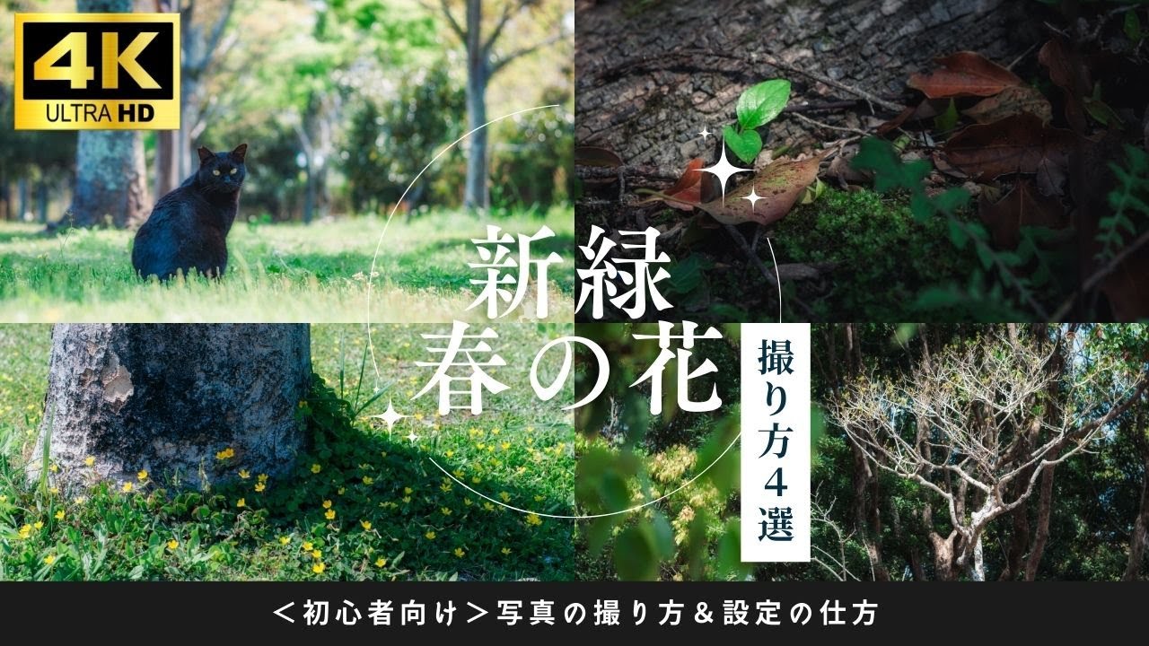 #166 【Nikon D60】17年前のエントリーモデルで魅せる！春の花と新緑を美しく撮る方法4選