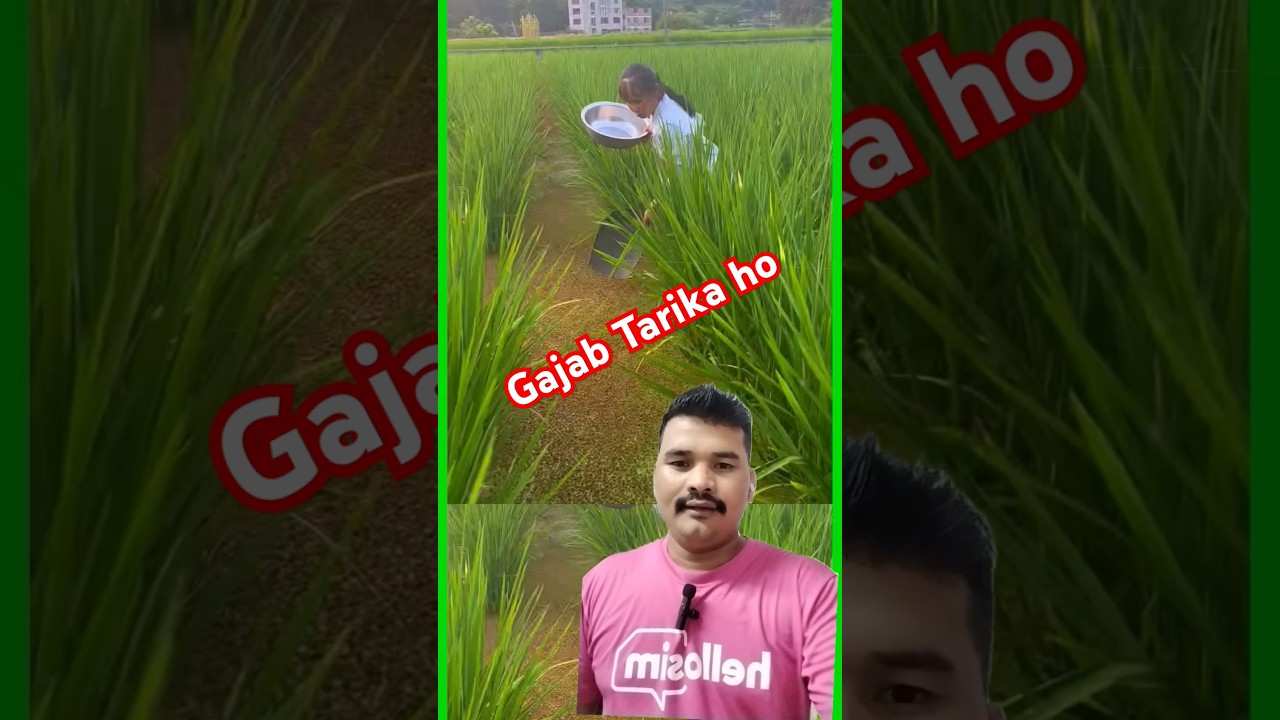 Gajab ko kheti pati #ricefarming #fishing #agriculturaltechnology #shortsvideo #lbchhetry #agricult