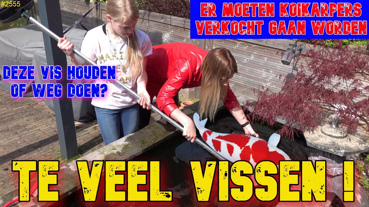 De JAPANSE KOIKARPER VIJVER zit te VOL. Er moeten VISSEN VERKOCHT worden. Welke gaan WEG? #2555