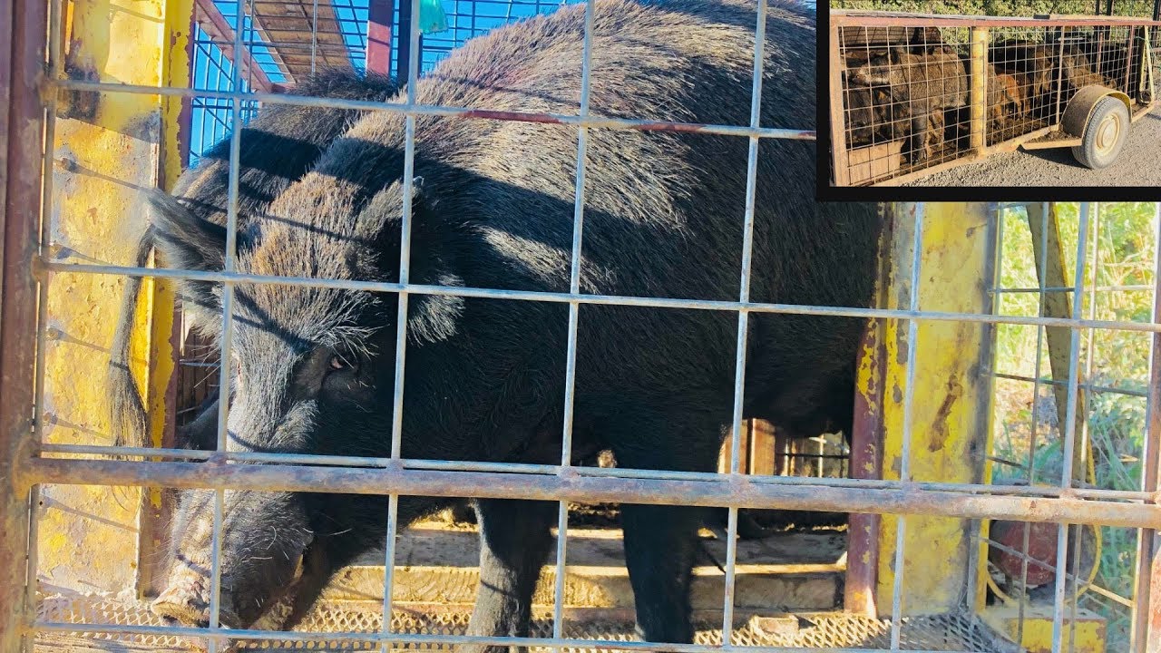 40 HOGS IN ONE TRAP (HUGE BOAR)