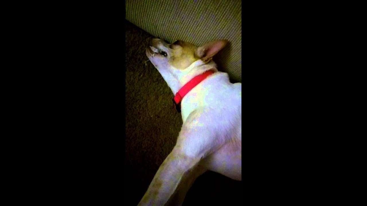 Grand mal siezure - french bulldog mix