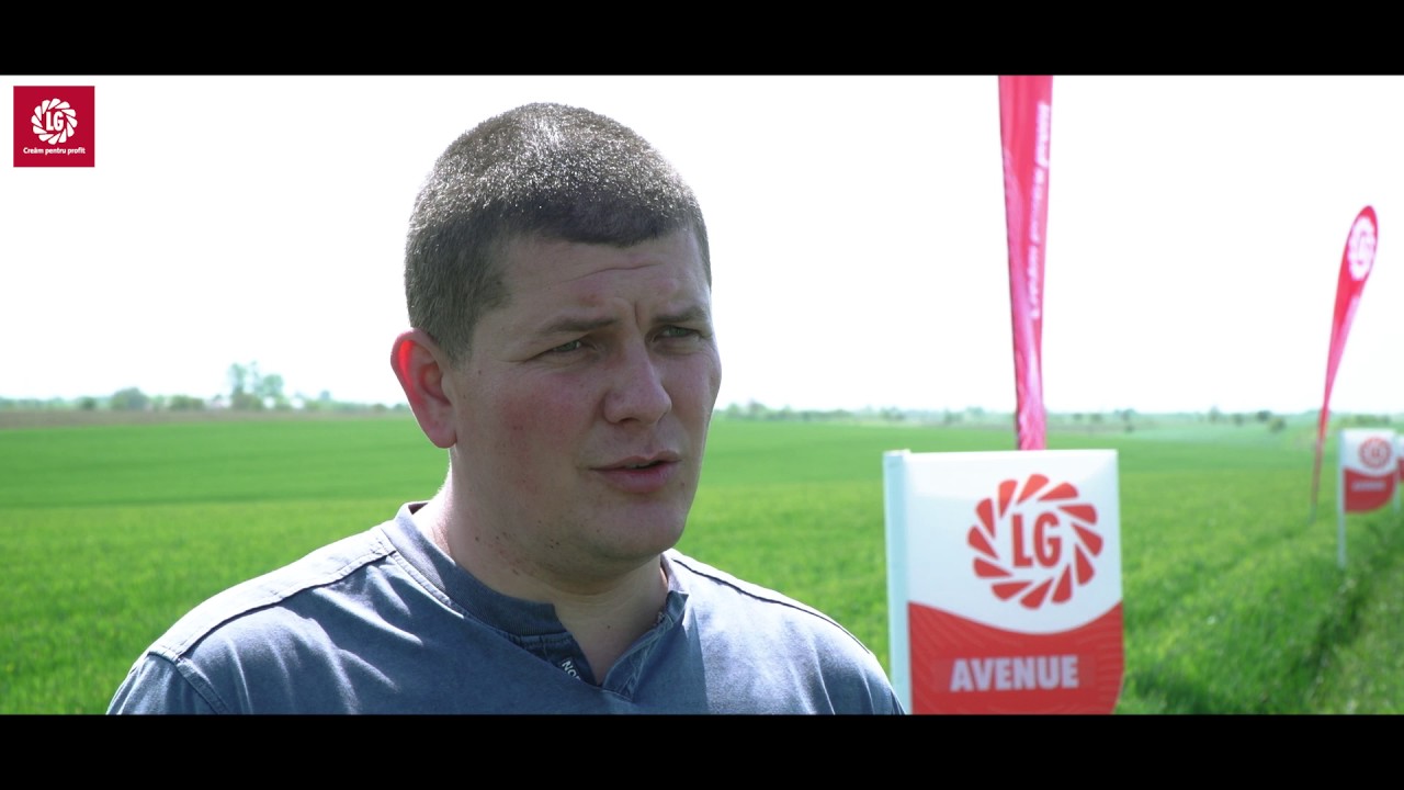 Din Pasiune pentru Agricultura, SC ALVALEX SRL, grau Avenue, grau Airbus, Limagrain.