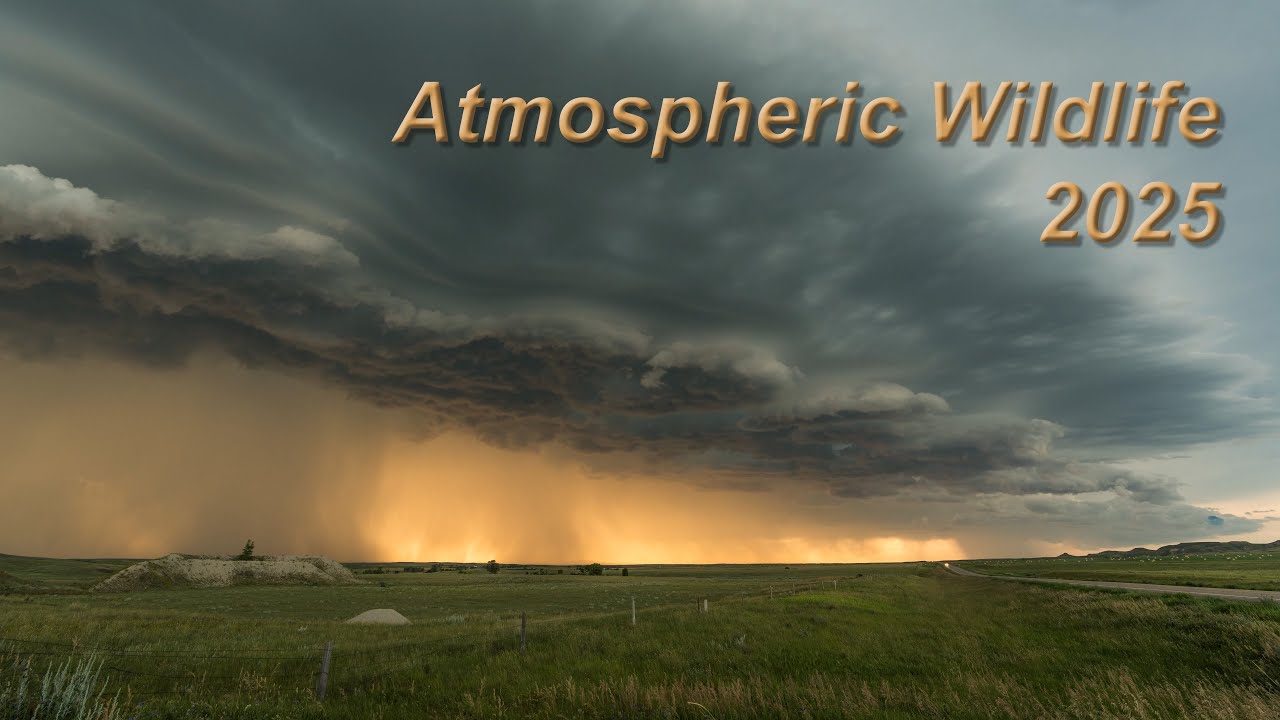 Atmospheric Wildlife 2025