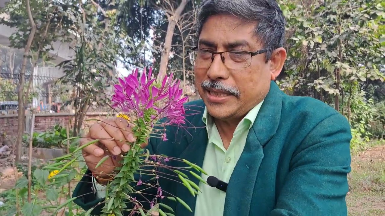ক্লিওম ফুলের সৌন্দর্য্য