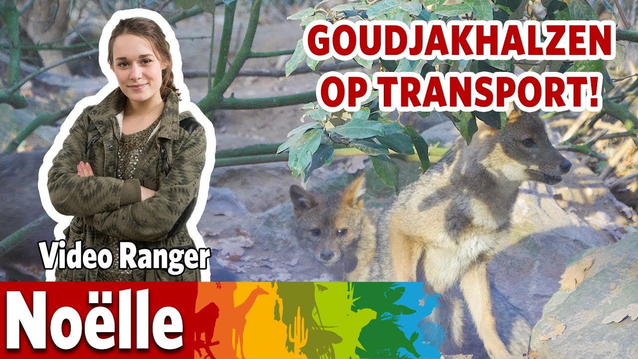 Goudjakhalzen maken zich klaar voor verhuizing 🐾