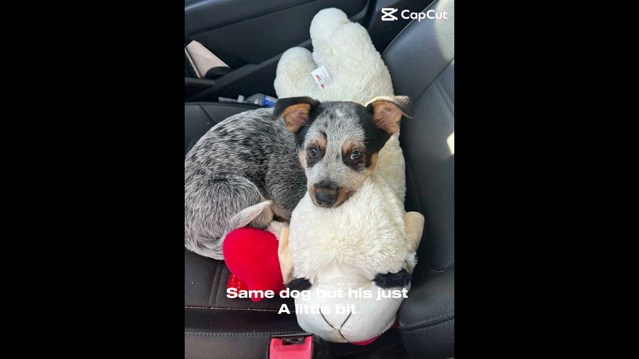 I miss when he was a puppy