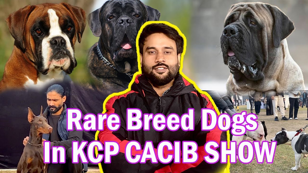 Biggest All Breed Cacib Dog Show Ever By kennel Club Pakistan | Dog Show 2026 Pakistan 