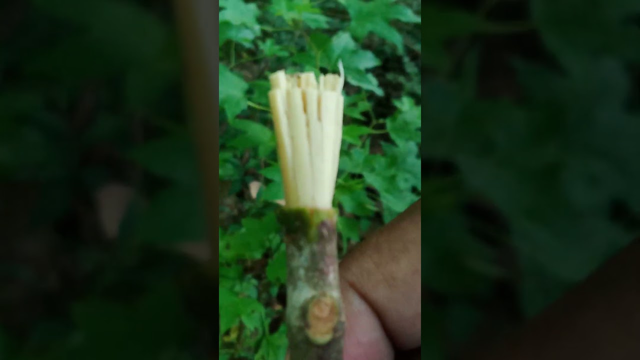 Genesis 1:29&ndash;30: God&rsquo;s Toothbrushes in North America