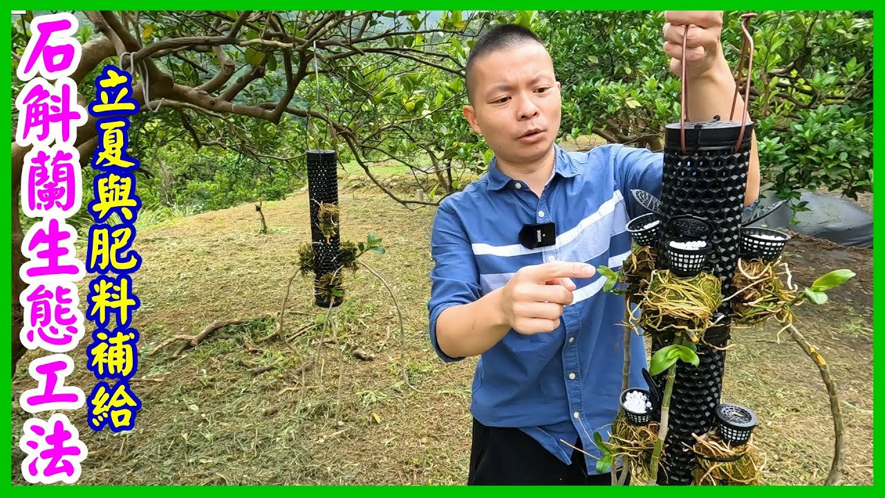 【石斛蘭】初學入門 | 石斛蘭生態工法 | 立夏與肥料補給 - Part 48
