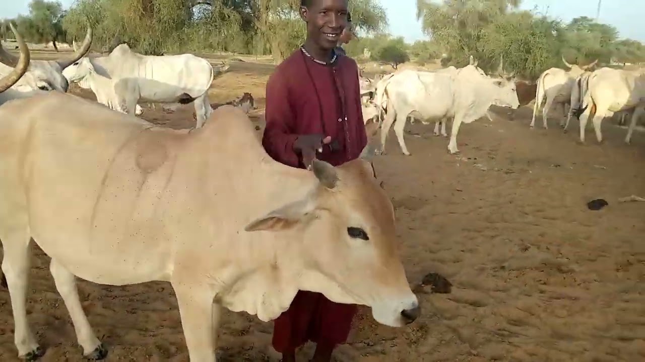 Gayenako 🇸🇳🇸🇳