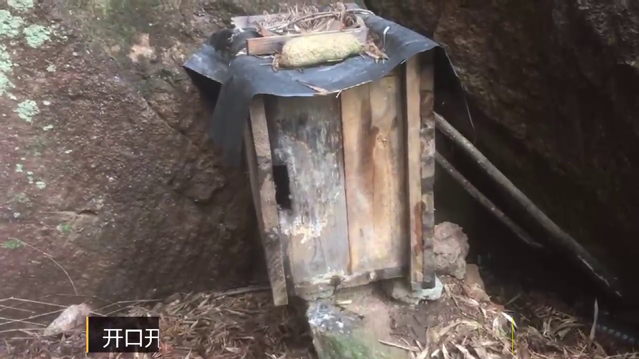 为什么我放的诱蜂箱都会来蜜蜂居住，师傅说出了来蜂的原因