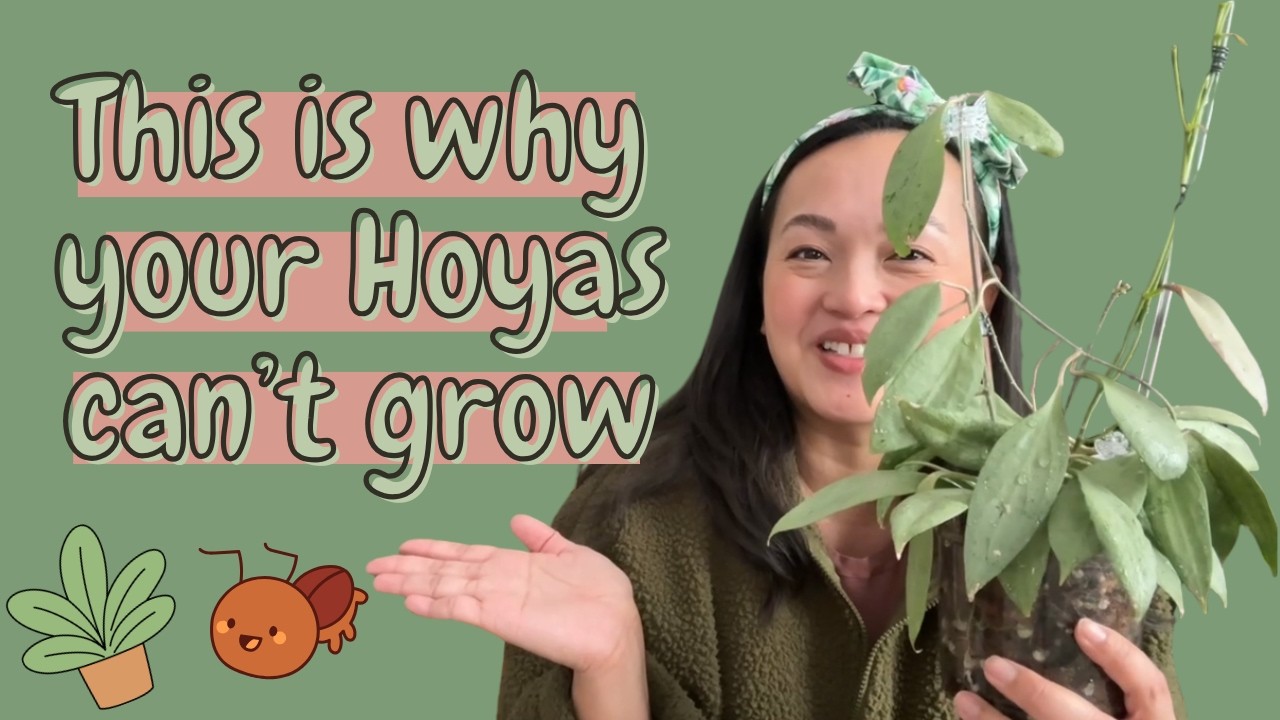Why Your Hoya Won’t Grow—Even With Perfect Care 🪴😩 (False Mites 🕷️🔍)