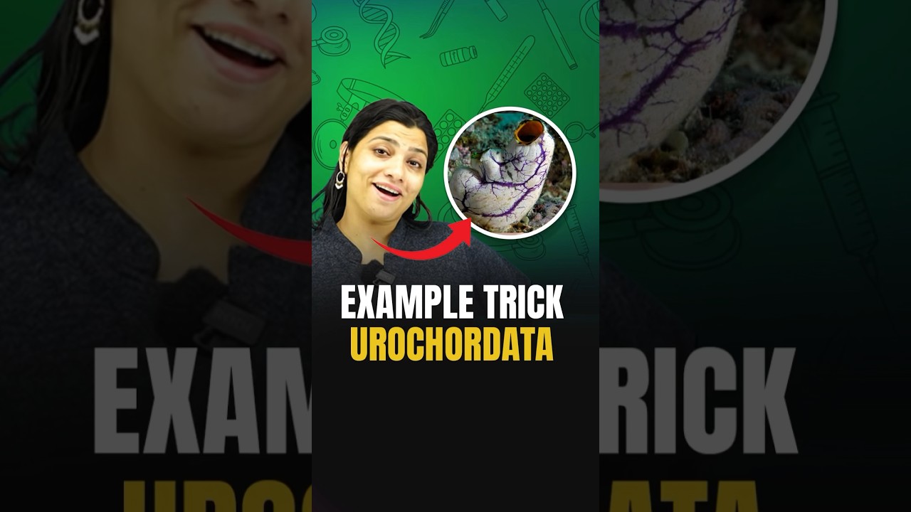 Urochordata Example Trick | NEET 2024 Biology #neet2024 #neetbiology