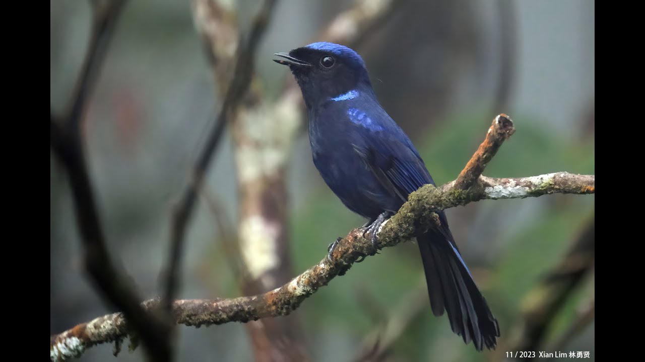 Large Niltava (male) in Malaysia sub-montane forest Nov2023 Pahang