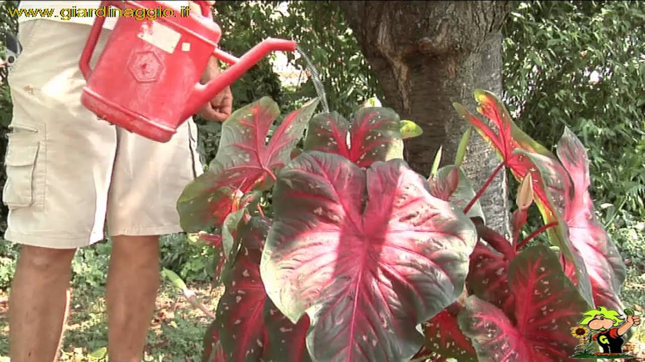caladium