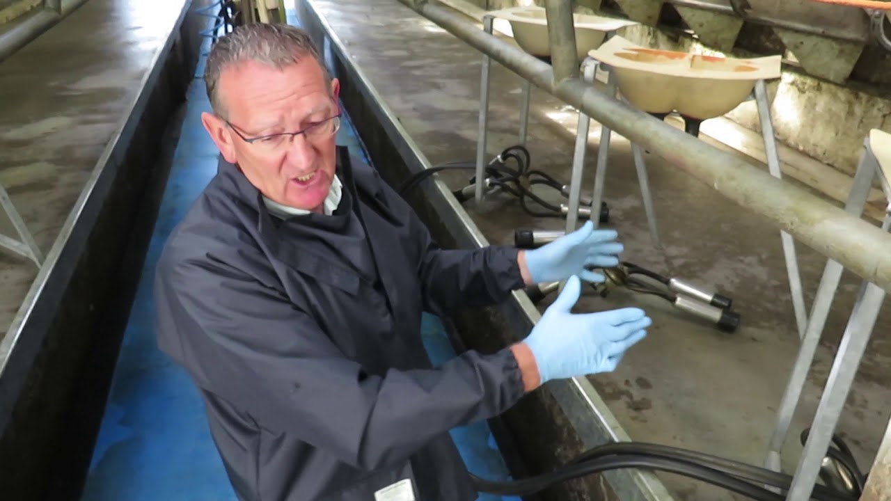 Farmer Know-How: Milking routine - best practice