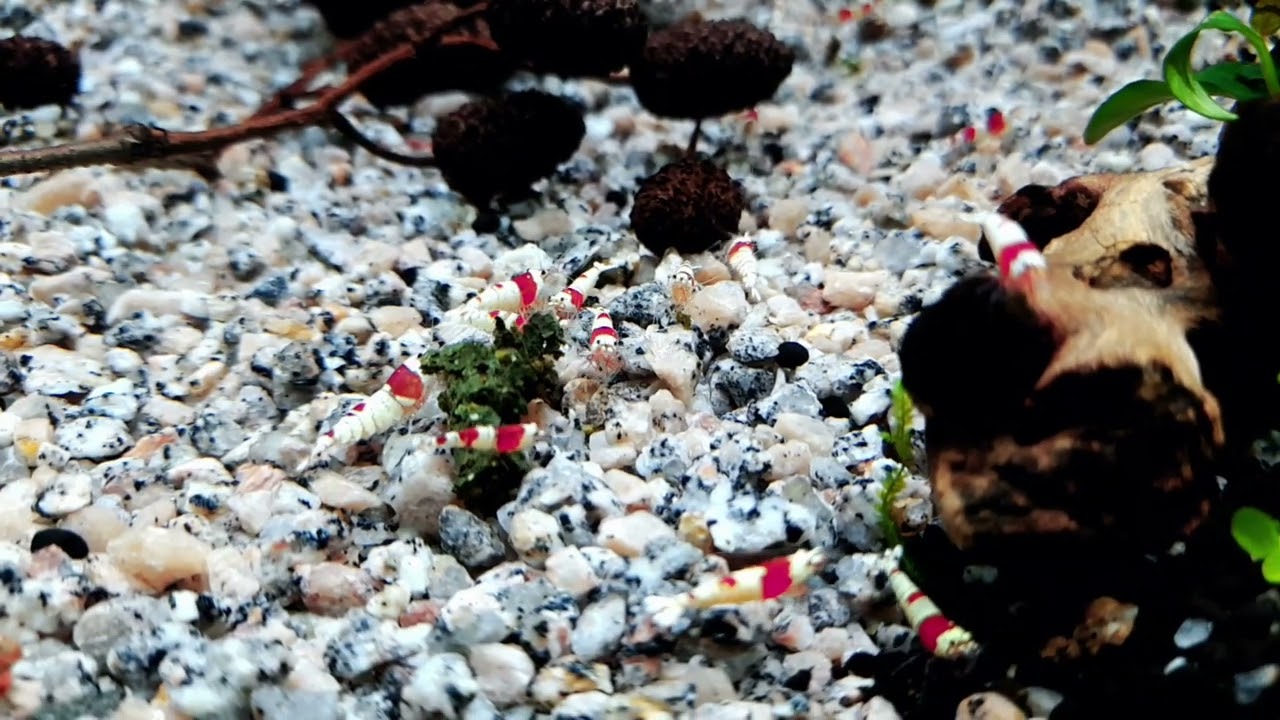 Crystal red shrimps feasting on Shrimp King (Dannerle)