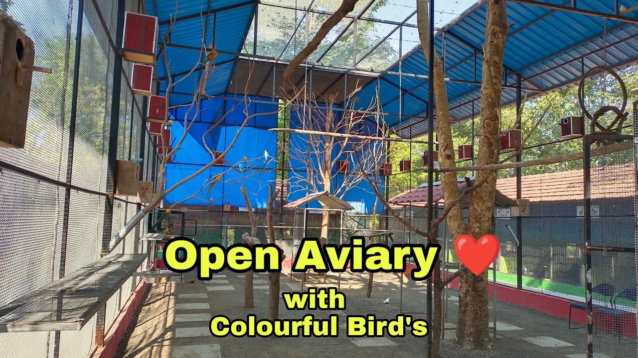 Open Aviary with our Colourful Birds