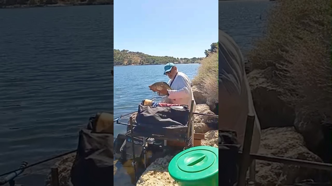 Crucian from &eacute;tang de l&rsquo;olivier, ISTRES #feederfishing #fishingcompetition #cruciancarp