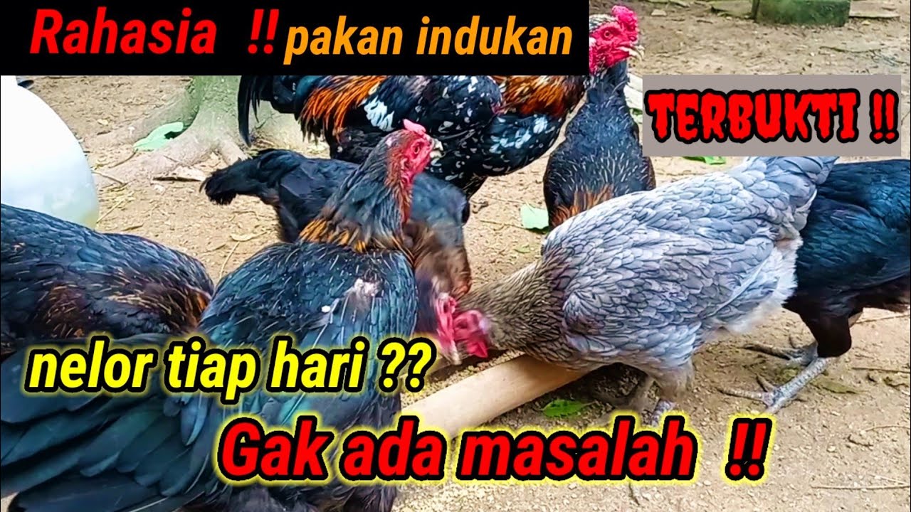 CARA AMPUH UNTUK MEMBUAT AYAM BERTELUR SETIAP HARI #ternakayam #001 @KreatifTV