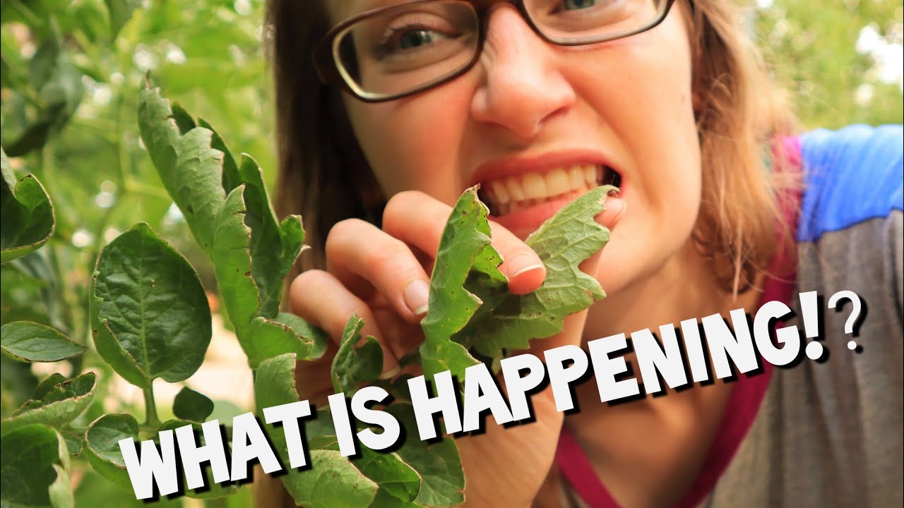 Common Tomato Problems and How to Fix Them