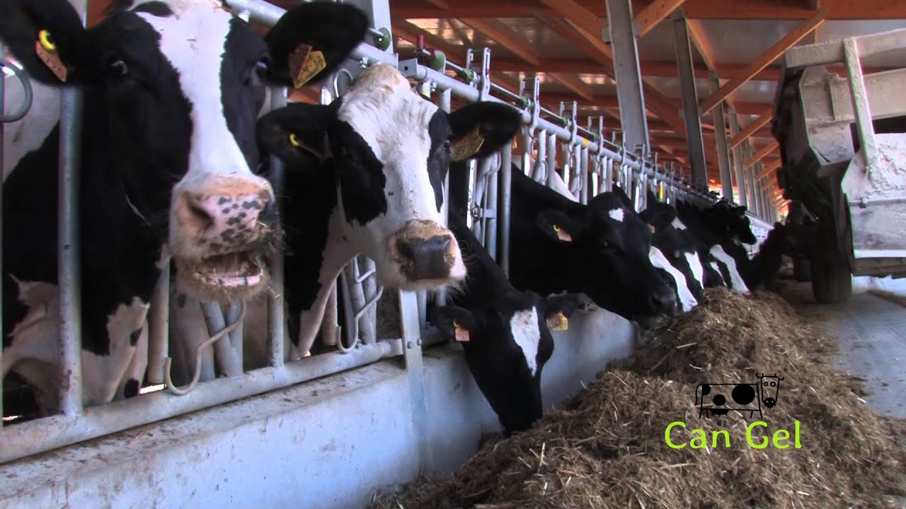 Viu Can Gel! Coneix una granja de vaques lleteres