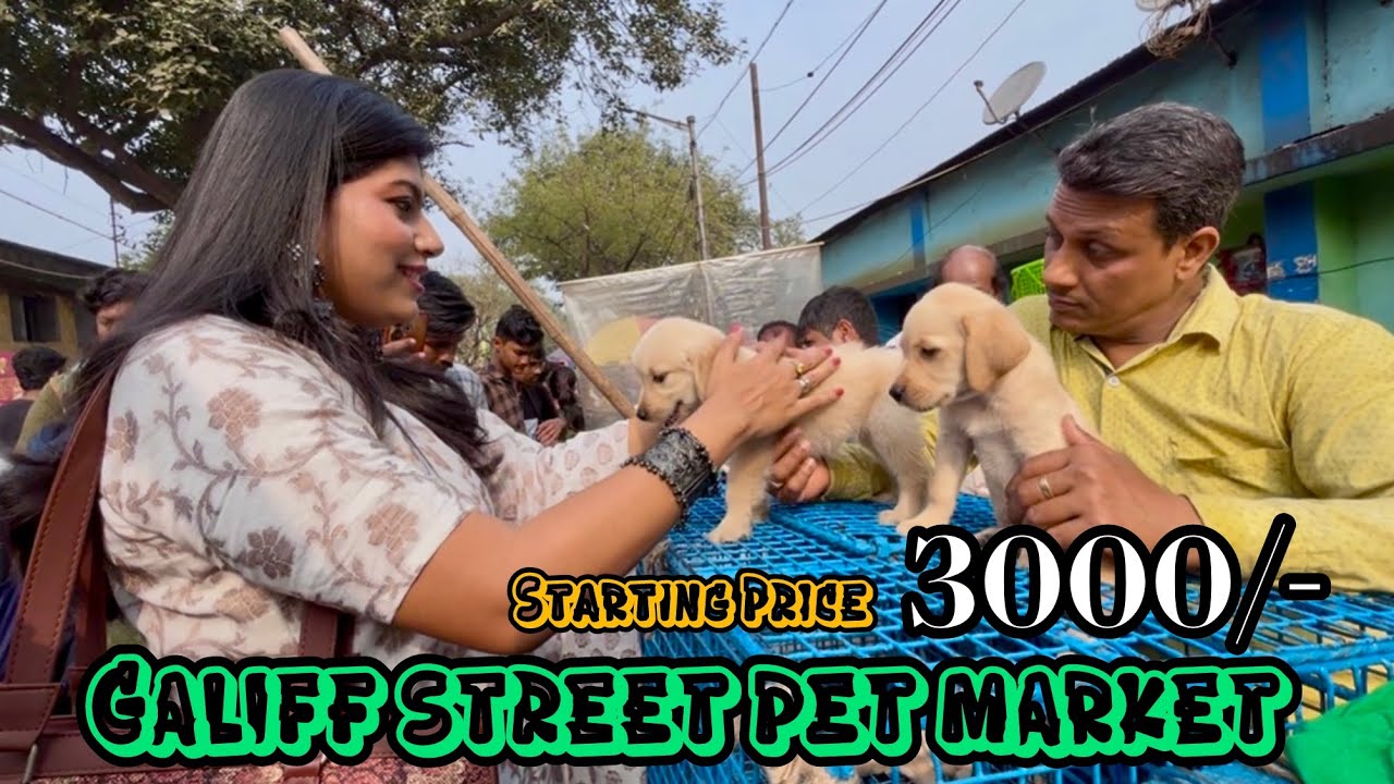 3000 টাকা থেকে কুকুর শুরু 😳🔥| Galiff Street Pet Market | Dog Market in Kolkata 