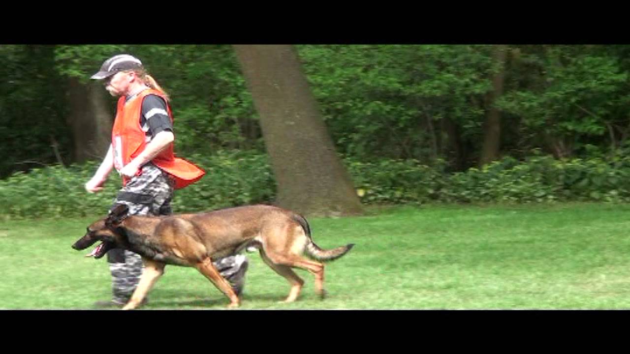finale KNPV jong honden competite.