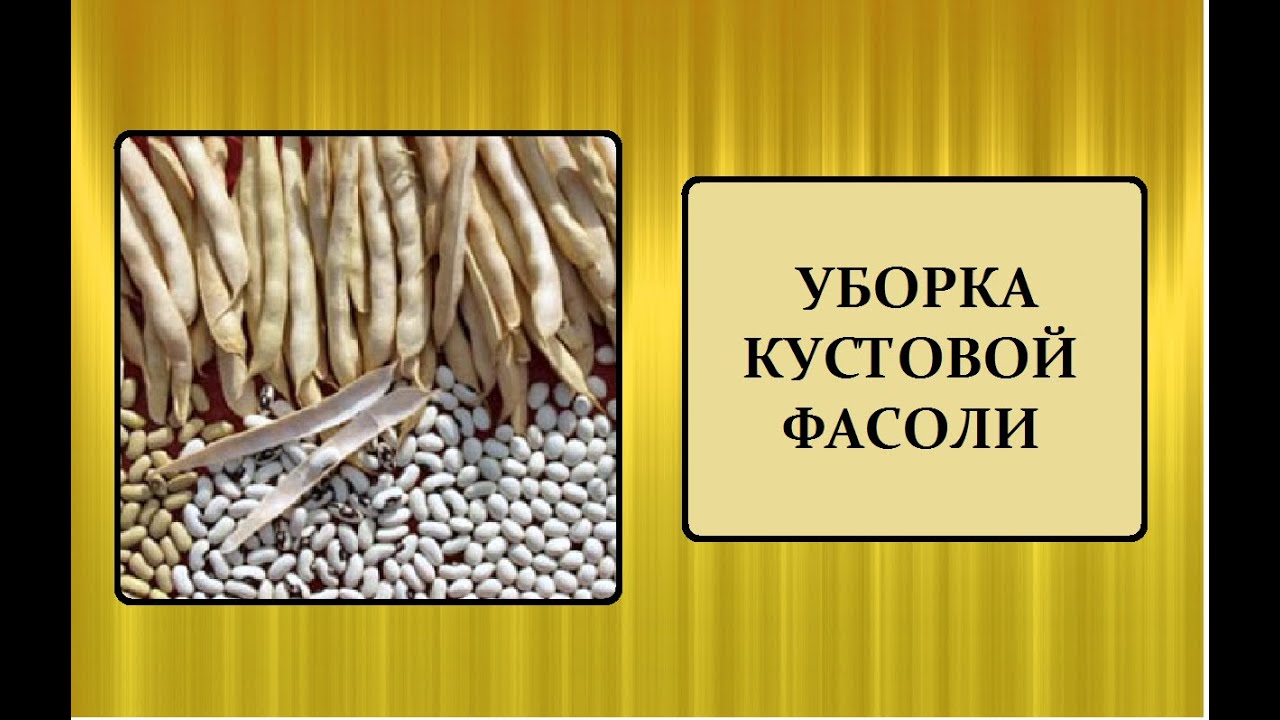 УБОРКА КУСТОВОЙ ФАСОЛИ.