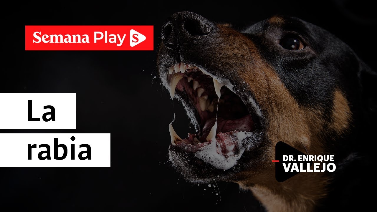 ¿Cómo detectar y tratar la rabia en tu perro? | Enrique Vallejo