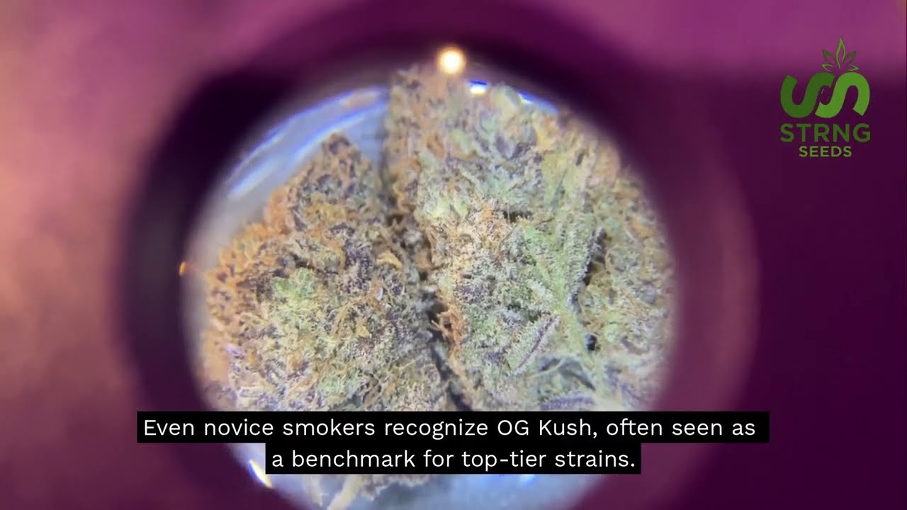 OG Kush Strain: Genetics, Aroma and Growing Tips - STRNG Seeds