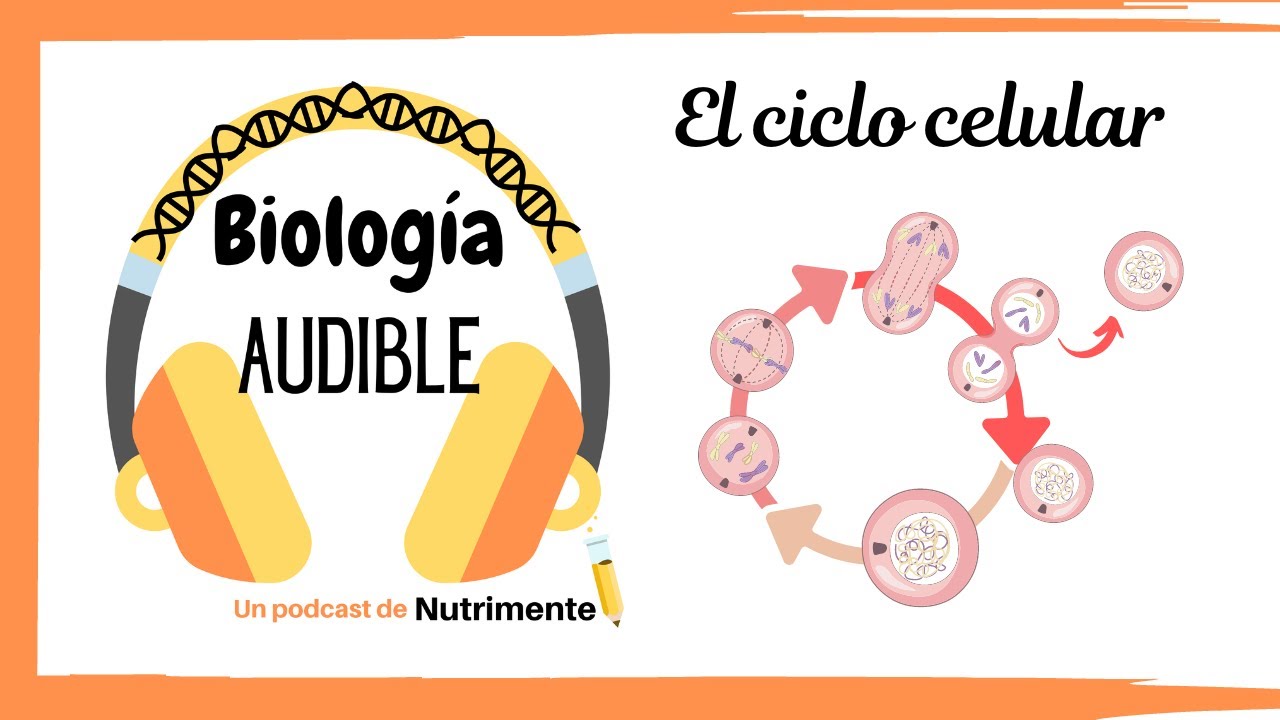E2: El Ciclo Celular (y un poco de su regulación)