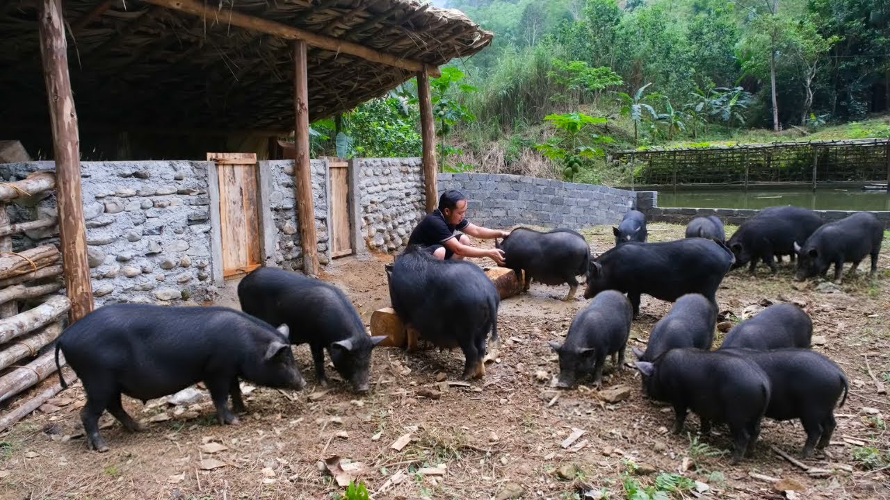 Buying More Pigs at the Highland Market – Duong’s Biggest Livestock Trip Yet