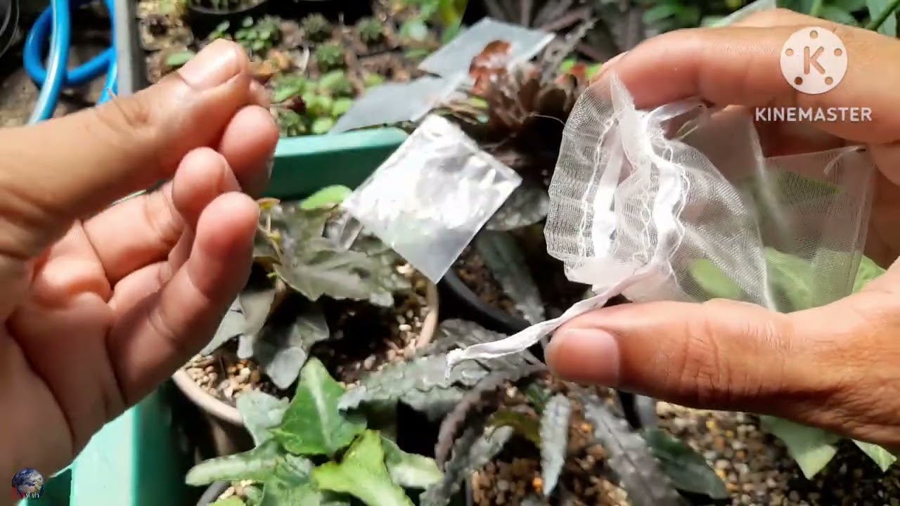 ผสมเกสร เพาะเมล็ด ยูโฟเบีย ฟรองซัวร์ | สิ่งที่ทำPlantCrazy
